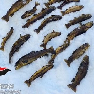 Illeciti a danno della fauna ittica: multa da 1.400 euro per un giovane di Fossano