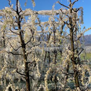 Ondata di freddo alle porte: il "ritorno" dell'inverno mette a rischio le coltivazioni in fiore
