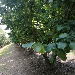 Cimice del nocciolo: Ferrero Hazelnut promuove webinar gratuito