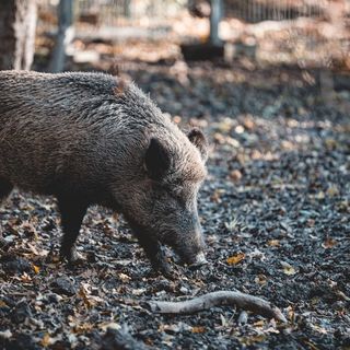 Peste suina: accertati 20 nuovi casi tra Piemonte e Liguria, positivi salgono a quasi 1.300 Peste suina: accertati 20 nuovi casi tra Piemonte e Liguria, positivi salgono a quasi 1.300