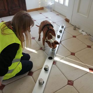 Cani anti-Covid all'aeroporto di Cuneo: è la prima volta in Italia