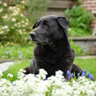 Prima edizione di "code in festa" al Rifugio di Pollenzo