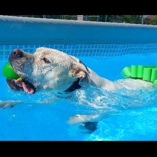 Ad Alba riparte anche quest'anno il "Canile in piscina"