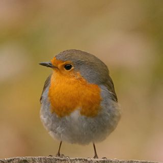 (Foto Enrico Ruggeri)