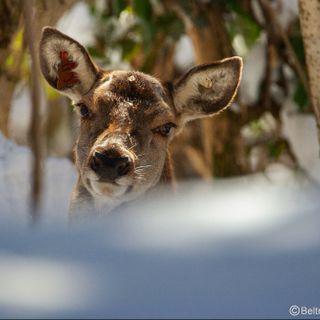 La cerva di 22 anni fotografata da Beltrando e Avagnina