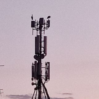 La sosta e il passaggio delle cicogne sui cieli di Bra