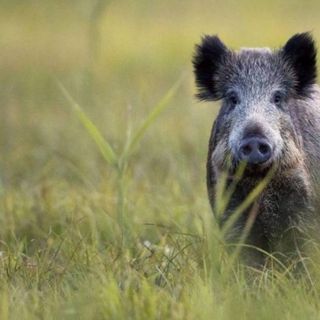 Peste Suina Africana: la Provincia pronta a fornire le gabbie di cattura