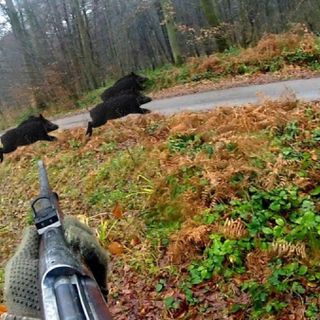 Danni da fauna selvatica, Coldiretti Cuneo: "Oltre 1.000 sindaci già attivati per fermare l'emergenza"