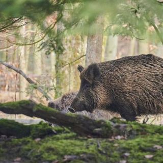 Peste suina, Taricco interroga Patuanelli, Cingolani e Speranza: "Eccesso di cinghiali è vera emergenza"