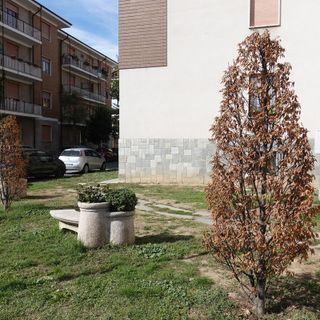 Bra: a novembre nuove piantumazioni di alberi da parte del Comune