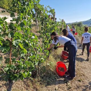 Gli studenti delle quinte e seste al lavoro nei vigneti dello storico istituto albese (Facebook)