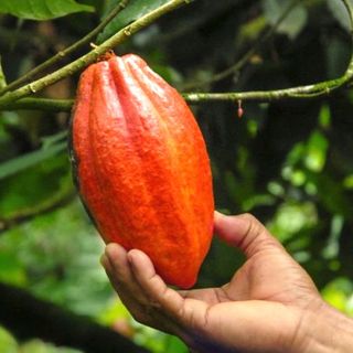 Mappature satellitari per aiutare ad aumentare la tracciabilità del cacao a livello di azienda agricola, che ha raggiunto il 93% nel 2022/23
