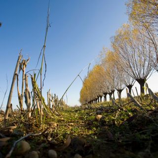 A Novello una camminata notturna tra i vigneti del Nas-cetta