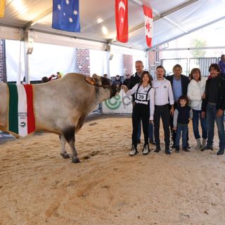 Campione assoluto della mostra è stato Bigbeng, esemplare presentato dall'allevatore di Crissolo Giovanni Dalmasso