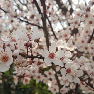 Addio inverno, benvenuta primavera! Viole, magnolie, forsizia… finalmente è tutto un fiore (Foto) Addio inverno, benvenuta primavera! Viole, magnolie, forsizia… finalmente è tutto un fiore (Foto)