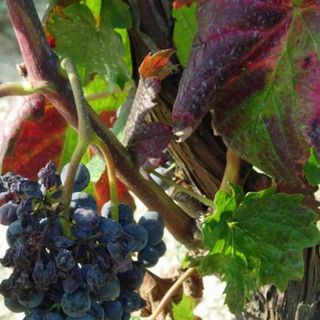 Cia Cuneo: la presenza nei vigneti della flavescenza dorata sta diventando preoccupante