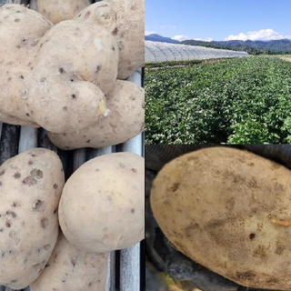 Convegno «Emergenza Elateridi su Patata» Quali strategie per Il futuro?