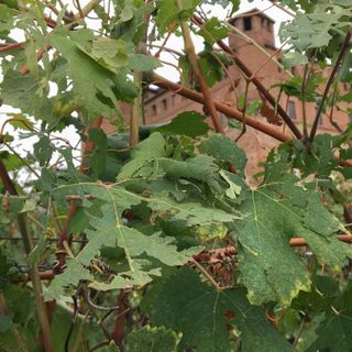 Grandine a Diano d'Alba