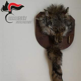 In casa, imbalsamate, la testa e la coda di un lupo: denunciato un cacciatore di Cuneo