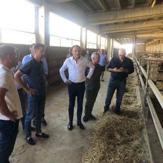 Il presidente Cirio in visita ad un allevamento bovino da ingrasso di bovini da carne