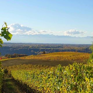 Si chiude l'annata agraria in Granda, Varrone (CIA CUNEO): "Si è salvato solo chi non ha smesso di lottare" Si chiude l'annata agraria in Granda, Varrone (CIA CUNEO): "Si è salvato solo chi non ha smesso di lottare"