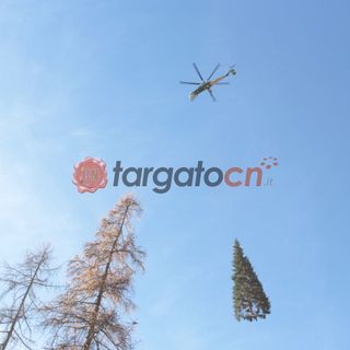 Da Macra al Vaticano: il viaggio dell'abete che vestirà di Natale piazza San Pietro [FOTO E VIDEO]