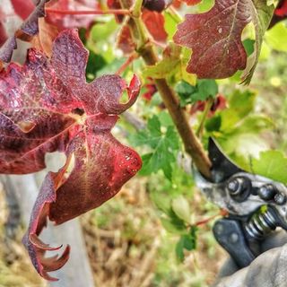 A Trezzo Tinella si presenta il monitoraggio sulla 'Flavescenza dorata'