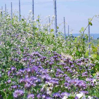 La pratica del sovescio