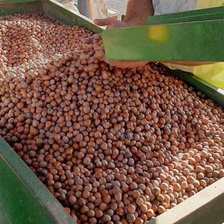 Cia Cuneo: “Nocciole, situazione molto difficile per produzioni ridotte e rischio prezzi bassi”