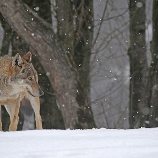 Immagine di repertorio - Foto A. Revelli Immagine di repertorio - Foto A. Revelli