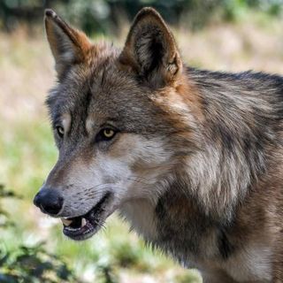 Immagine di repertorio Immagine di repertorio