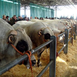 Domani al MIAC l’inaugurazione della 41ª Mostra Nazionale dei Bovini di Razza Piemontese Domani al MIAC l’inaugurazione della 41ª Mostra Nazionale dei Bovini di Razza Piemontese