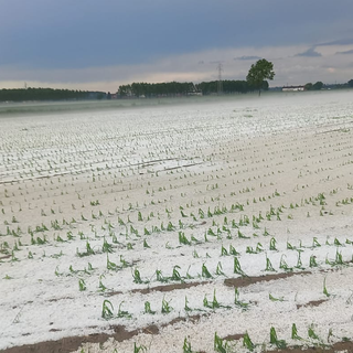 Le grandine nelle campagne tra Cardè e Moretta Le grandine nelle campagne tra Cardè e Moretta