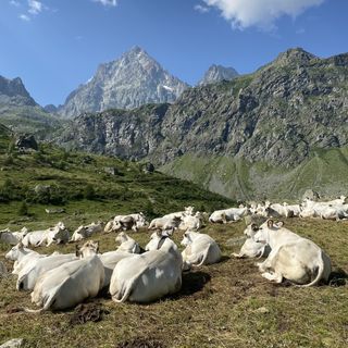 Predazioni da lupo, Adialpi: "I pastori sono i soli a pagarne le spese"