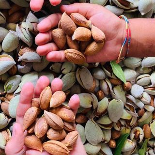 Mandorle raccolte in un impianto del Cuneese