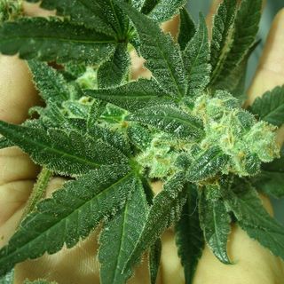 Partivano da Cuneo per spacciare ad Alba e nei paesi del Roero: arrestati due giovanissimi