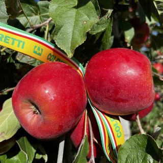 Mele e pere, rallenta la produzione europea. Coldiretti: "Così aumenta il potere contrattuale dei coltivatori cuneesi"