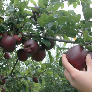 Cia Cuneo: sul 2023 della frutta fresca ci sono preoccupazioni, ma le prospettive sembrano buone Cia Cuneo: sul 2023 della frutta fresca ci sono preoccupazioni, ma le prospettive sembrano buone
