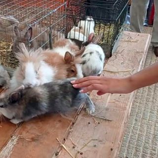 Al MIAC è di nuovo tempo di mercatino dei piccoli animali