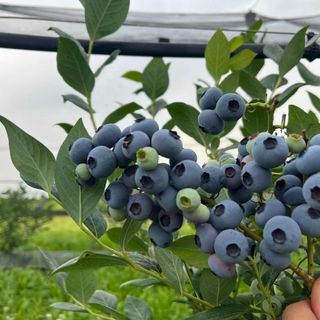 Mirtilli, immagine di repertorio