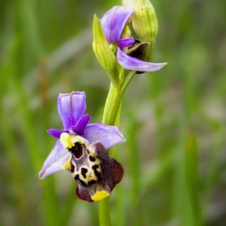 Alba, "Stra-ordinarie orchidee": un tesoro del territorio