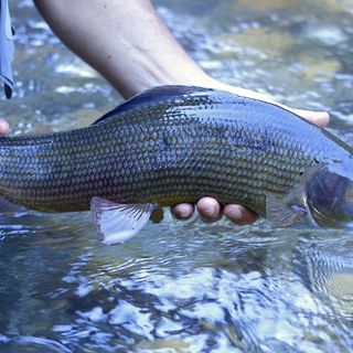 Nuova carta delle acque pescabili con divieti, zone turistiche di pesca e tratti "no kill"