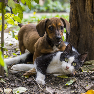 Domenica 24 marzo la festa di Pasqua da Amici di Zampa di Alba