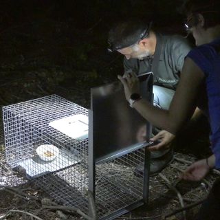Le operazioni di recupero dei ricci in via Druento a Torino