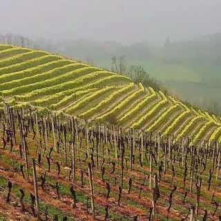 In primo piano vigneti trattati con prodotti chimici a Mango