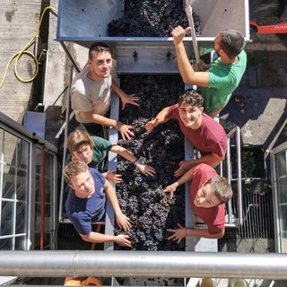Uno studente della Scuola enologica consegnerà l'ultimo grappolo della vendemmia al sindaco Bo