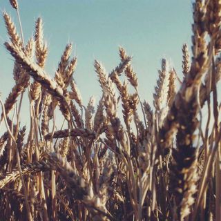 Cia lancia una raccolta firme per difendere il grano italiano e chiede l’intervento del Governo