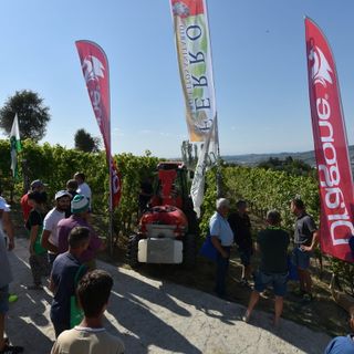 Domani ad Alba la decima edizione delle prove dimostrative in vigneto di Confagricoltura