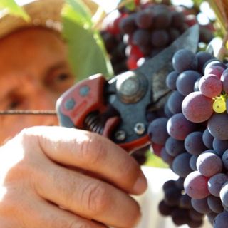 Necessario dare chiarezza e uniformità al settore vitivinicolo: stabiliti i parametri di rilevazione dei prezzi delle uve da vino DOC e DOCG