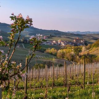 Primavera sulle colline del Barolo (Ph Consorzio Turistico Langhe Monferrato Roero)